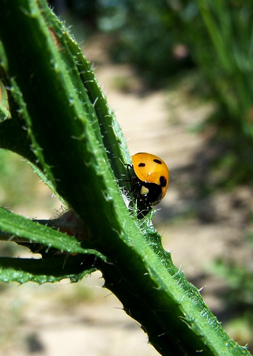 "Coccinellidae"