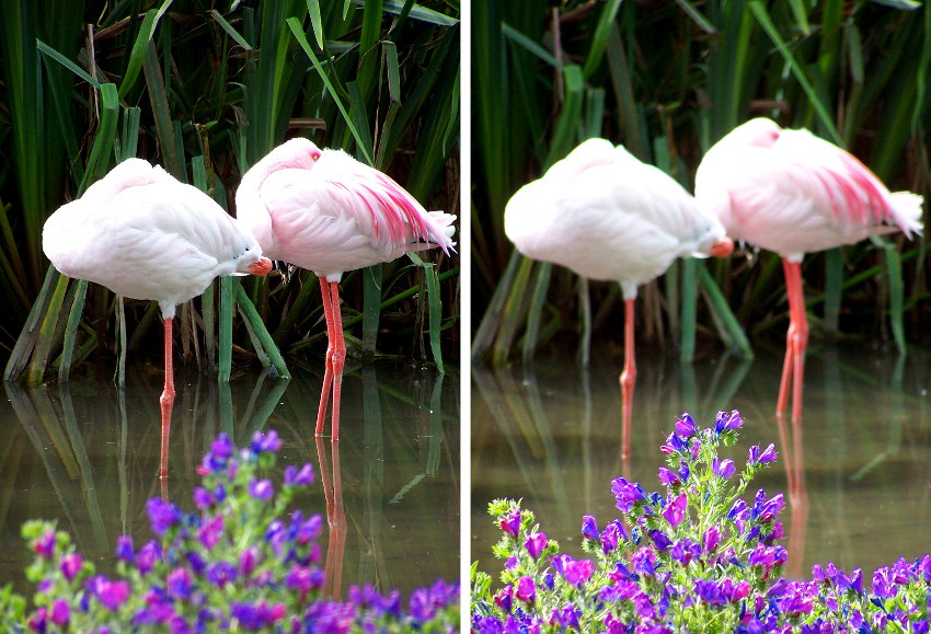 Flamingos ou flores?