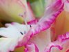 «Gladiolus Priscilla»