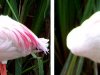 Flamingos ou flores?