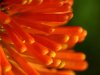 O laranja da flor