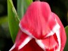 Que o olhar não se perca nas tulipas
