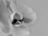 Uma orquídea floriu