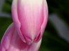 Inculca por tulipa