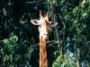 «Giraffa Camelopardalis Angolensis»